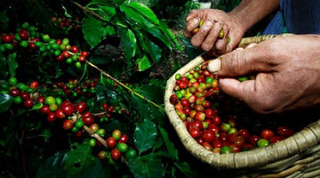 Behind the Bean: Finca Vera Cruz from Colombia
