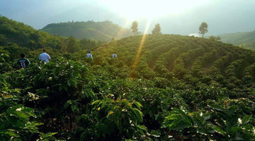 Behind the Beans - Cedro and La Loma from Peru