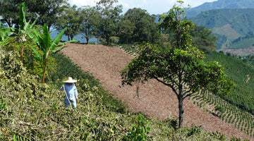 Behind the Beans: La Loma from Colombia