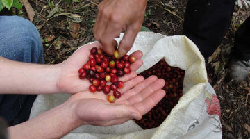 Behind the Beans: Cooperative Rio Azul in Q’anil from Guatemala