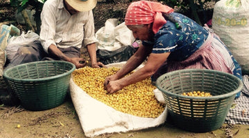 Behind the Beans: Finca EL Pino from Honduras