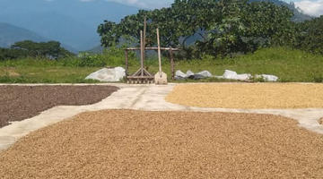 Behind the Beans: Finca Los Caballitos from Guatemala