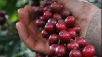 Behind the Beans: Sao Silvestre from Brazil