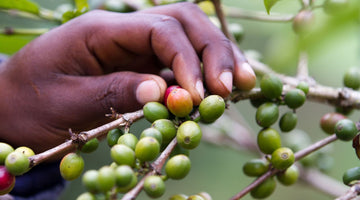 Behind the Beans: Kanjathi AA from Kenya