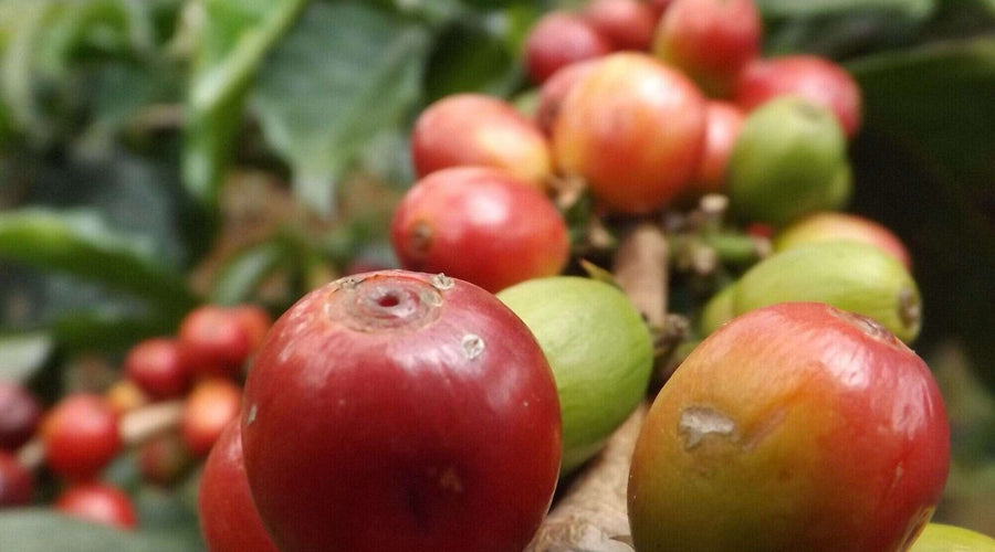 What Is Peaberry Coffee? The Rare, Round Bean Explained